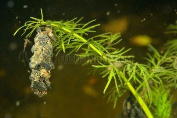 Caddisfly larva in a pond - Prairie Fouzon France