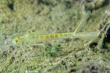 Damselfly larva in a pond - Prairie Fouzon France