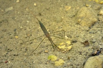 Water Stick Insect in a pond - Prairie Fouzon France