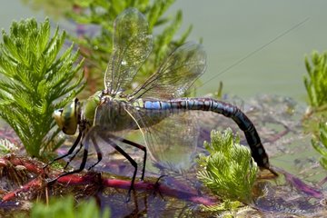 Emperor Dragonfly laying in water Provence France