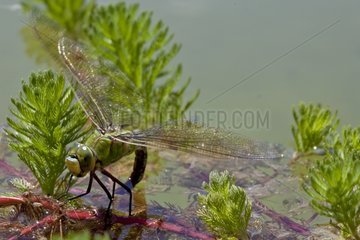 Emperor Dragonfly laying in water Provence France