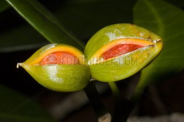 Elliptic Yellowwood fruit in New Caledonia