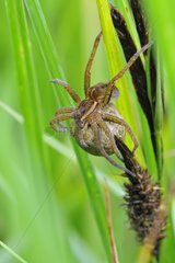 Raft spider and cocoon Prairie Fouzon France