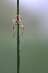 Spider on a rod at dawn Prairie Fouzon France