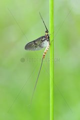 Mayfly on a stem Prairie Fouzon France