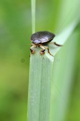 Diving Beetle on a leaf Prairie Fouzon France
