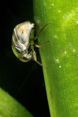 Aquatic Coleoptera Prairie Fouzon France