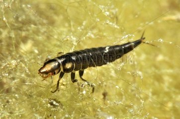 Beetle larvae Prairie Fouzon France