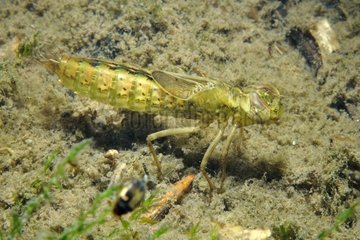 Dragonfly nymph Prairie Fouzon France
