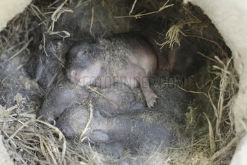 European Rabbit newborn in his burrow France