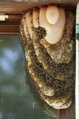 Swarm of wild honey bee on honeycombs France