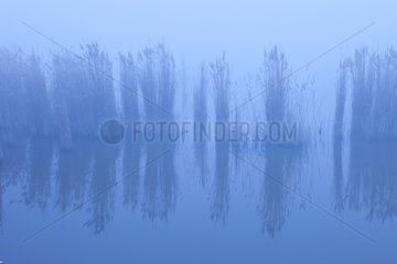 Reed marsh in the mist Pitillas Navarre Spain