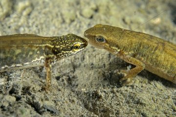 Palmated Newts displaying ina pond - Prairie Fouzon France