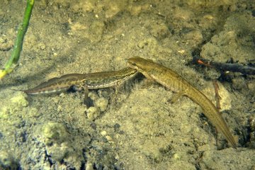 Palmated Newts displaying in a pond - Prairie Fouzon France