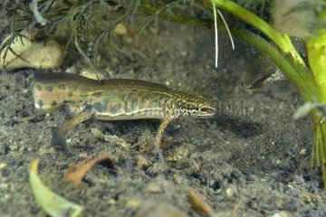 Palmated Newt male in a pond - Prairie Fouzon France