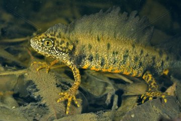 Crested Newt male in a pond - Prairie Fouzon France