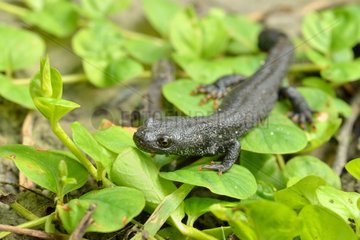 Crested Newt leaving in a pond - Prairie Fouzon France