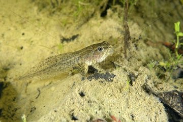 Grass Frog tadpole in a pond - Prairie Fouzon France