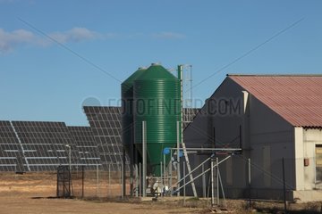 Photovoltaic solar farm and raising pigs Aragon Spain