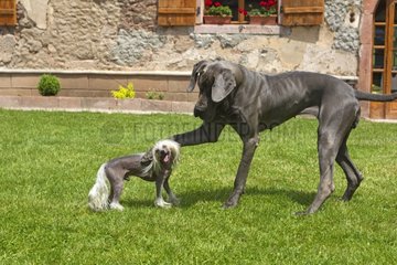 German Mastiff and Chinese Crested Dog in grass France