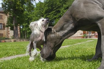 German Mastiff and Chinese Crested Dog in grass France