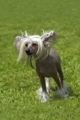 Chinese Crested Dog in grass France