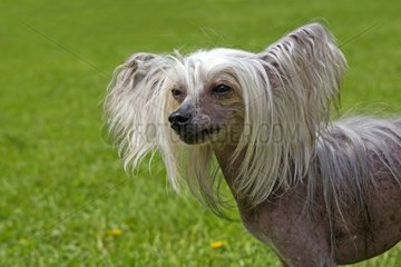 Portrait of Chinese Crested Dog in grass France
