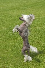Chinese Crested Dog standing in grass France