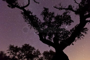 Holm oak at night Sierra de Aracena Andalusia Spain
