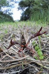 Red Swamp Crayfish on swamp Prairie Fouzon France