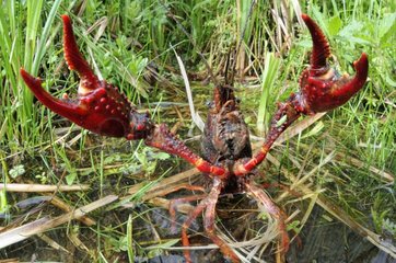Red Swamp Crayfish on swamp Prairie Fouzon France