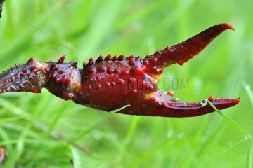 Claw of Red Swamp Crayfish on swamp Prairie Fouzon France