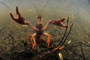 Red Swamp Crayfish on a swamp Prairie Fouzon France