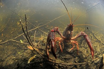 Red Swamp Crayfish on a swamp Prairie Fouzon France