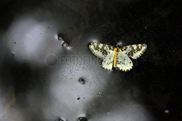 Magpie Moth on water Prairie Fouzon France
