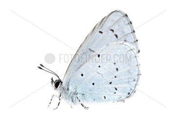 Spring Azure profile on white background