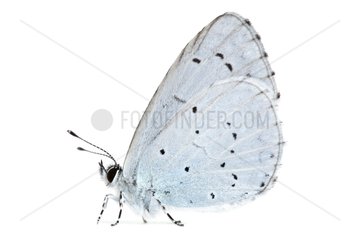 Spring Azure profile on white background
