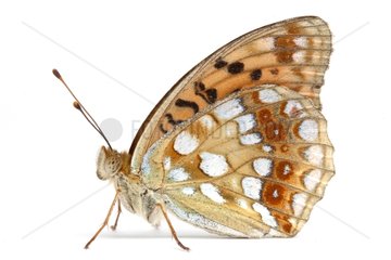 High Brown Fritillary profile on white background