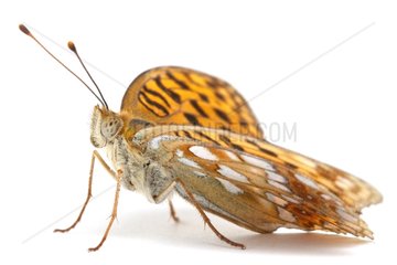 High Brown Fritillary profile on white background