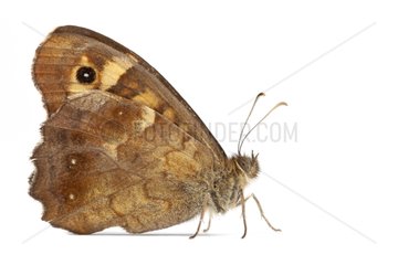 Speckled Wood profile on white background