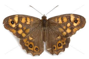 Speckled Wood top on white background