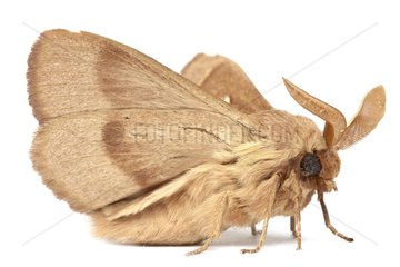Grass Eggar male profile on white background