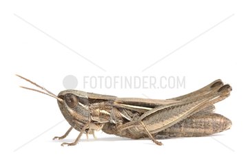 Grasshopper profile on white background