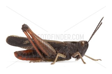 Woodland grasshopper profile on white background