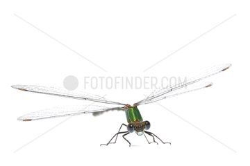 Green Emerald Damselfly face on white background