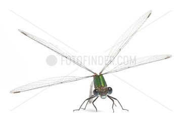 Green Emerald Damselfly face on white background