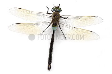 Lesser Emperor Dragonfly top on white background