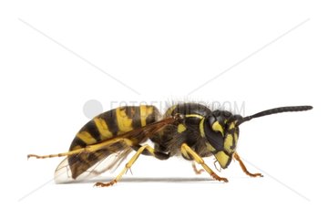 Common Wasp profile on white background