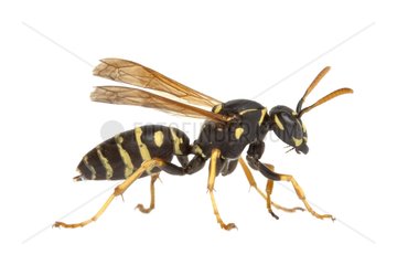European Paper Wasp profile on white background