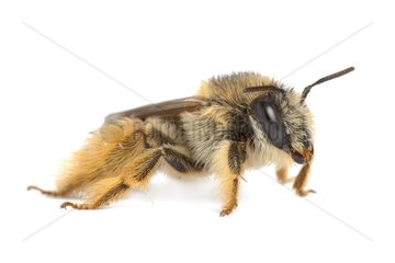 Solitary Bee profile on white background